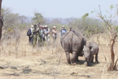 Group with rhino