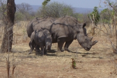 Rhino-mother-calf