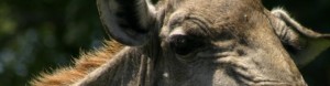 cropped-cropped-Walking-Safari-Photos-3711.jpg